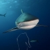 shark_silky_far_jar_v_0300_cub1584.jpg